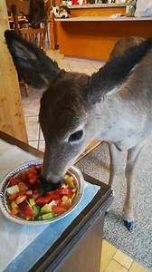 I love sleep because it’s like a time machine to breakfast | Sheldon the pig