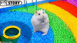 Hamster in the Maze Pool with Balls by Homura Ham! In this hamster story, you will see the amazing adventures of my funny pet hamster, Pampi! Today she's trapped in the Balloon Pool, and to get out of this Rainbow Hamster Maze, she has many interactive obstacles and traps to overcome! Will she be able to escape? This obstacle course and all the traps are made of cardboard, paper, and other soft materials. Come and enjoy! Music: Electro Cabello by Kevin MacLeod is licensed under a Creative Common