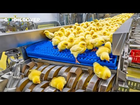 8,9 Billion Broiler Chickens In America Are Produced This Way - Chicken Farming