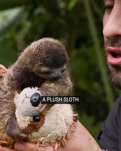 115K views · 1.7K reactions | Cutest Baby Sloth EVER! | Coyote Peterson | Facebook