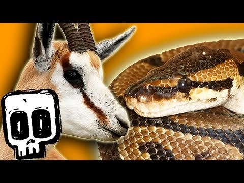 African Rock Python vs Springbok! | Deadliest Showdowns | BBC Earth Explore