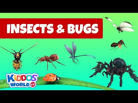 Identifying Arachnida and Insects - Insects and bugs for kids to learn about