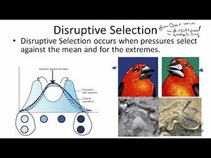 12 3 2 Disruptive Selection