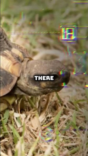 Hermann’s Tortoise: Facts, Diet, Lifespan & Price