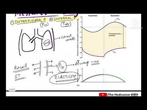 Pressures in Lungs - Respiratory Physiology