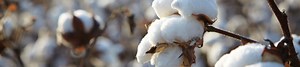 Cotton Module Traceability