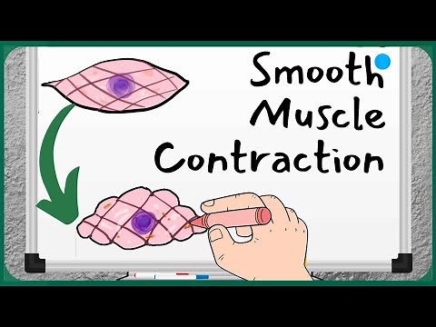 Smooth Muscle Relaxation Mechanism