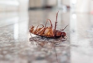 How to Remove Cockroach Odor
