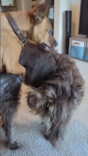 An Example of Dog Mounting & An Appropriate Correction