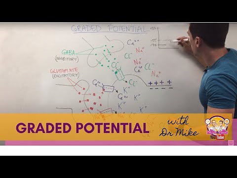Graded Potential | Neuron