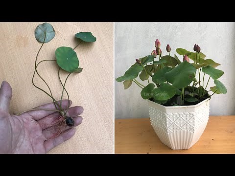How to grow lotus from seed for beginners, fast and easy