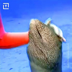 This diver befriended a moray eel. | Thrillist