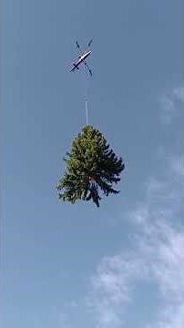 Der Weihnachtsbaum von Brig-Glis wird mit dem Helikopter geliefert