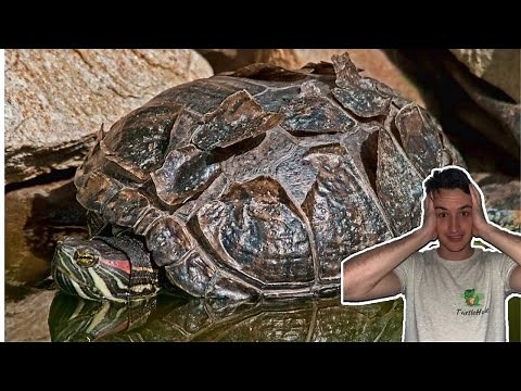 Turtle Shell Peeling: The REAL Reason Why Turtles Shed Their Shell