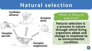 Natural selection - Biology Online Dictionary