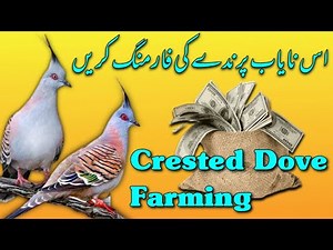 Crested Dove Farming | Dove Breeding setup | Dove