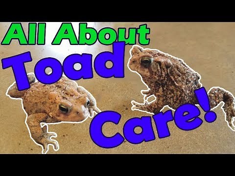 How to Keep a Wild Caught Toad As a Pet
