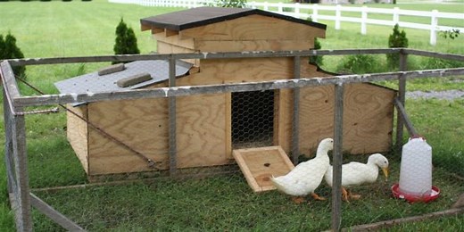 23 Duck House Plans With Tutorials That You Can Build In A Weekend - The Poultry Guide