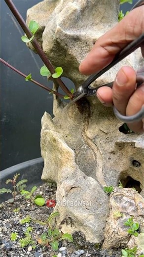 Premna Tree, Clinging to a Rock, May It Grow Soon