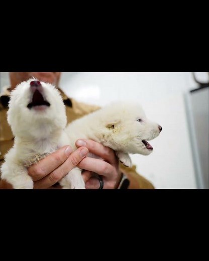 The first dire wolf howl in over 10,000 years