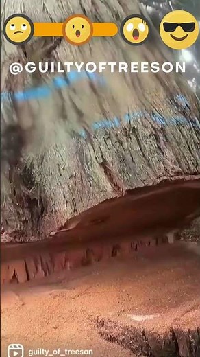 FELLING HUGE TREES MUST WATCH biggest tree felling video with stihl and #husqvarna chainsaw at work