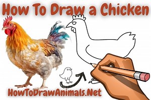 How To Draw a Chicken - EASY Drawing Tutorial!
