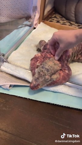 Tegu Lizard Care: Helping After Hibernation