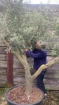 Olive tree pruning styles.