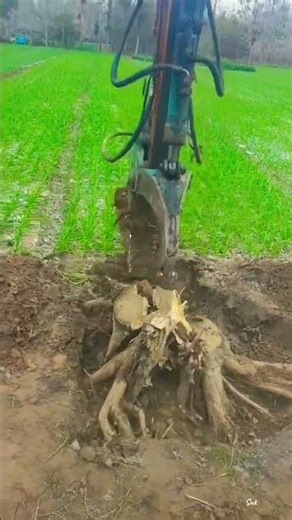 how an excavator removes tree roots