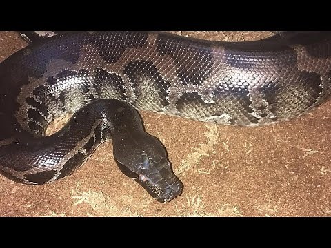 What Is the Sumatran Short-Tailed Python Habitat?🐍