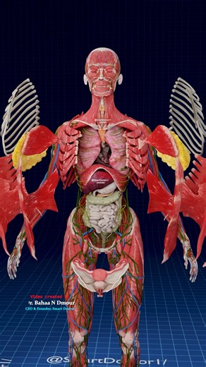 Smart Doctor on Instagram: "Every Layer Has a Secret | Female Anatomy Reveal 💡 - - - - 🔍 Ever wondered what really fills the space beneath the skin? In this 3D female anatomy breakdown, each layer is peeled away in front of you: muscles slide aside, the rib cage opens, and the heart, lungs, liver, stomach, intestines, kidneys, uterus and ovaries appear exactly where they live inside a real body. The adult body contains over 600 muscles and around 100,000 km of blood vessels, and in women the u