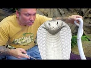 DEADLY SNAKE HANDLING WITH A VENOMOUS SNAKE EXPERT!! | BRIAN BARCZYK