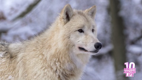 The Arctic Wolves – Life in the Snow