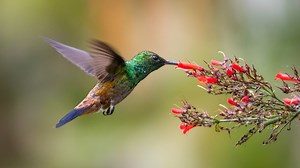 Track hummingbird migration with this interactive map