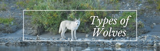 Discover the 27 Wonderful Types of Wolves: Diversity Decoded
