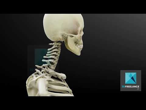 Animation 3D du squelette humain - FREELANCE 3D