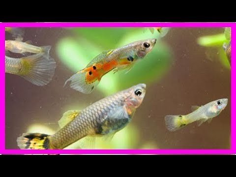 How do fish reproduce