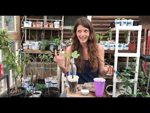 Greenhouse Notes: Rooting Fruit Tree Cuttings