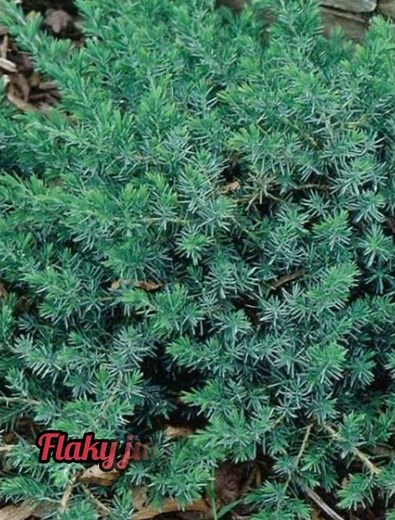10 types of juniper tree with names