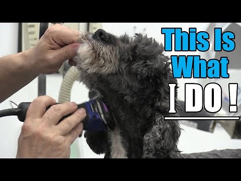 How To Groom A Cockapoo | Short Length Haircut