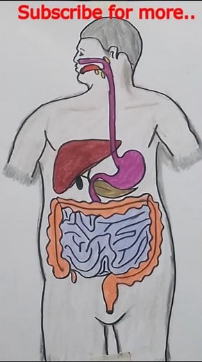 How to Draw the Human Digestive System Diagram | Labeled Neat & Clean Biology Drawing for Exams