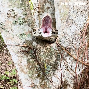 46K views · 838 reactions | Have you ever seen a python in a tree this angry! | Python Cowboy Hunts | Facebook