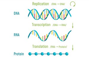 An Introduction to DNA Transcription