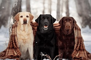 What Causes Labradors Colors, Including The Famous "Silver Lab"
