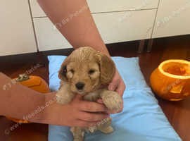Stunning full cockapoo puppies for sale 4 SOLD!!