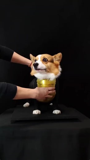 Super Evolution! Corgi-Style MetalGarurumon Transformation. #Digimon #MetalGarurumon #SuperEvolution #Corgi #animefigures