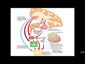 Physiology of pyramidal and extrapyramidal system (English Manchester)