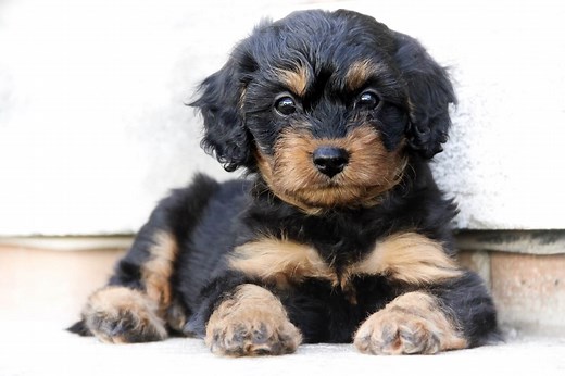 Complete Cavapoo Guide: 6 Must Read Facts | All Things Dogs