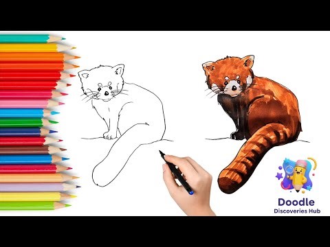 How to Draw a Cute Red Panda | Simple Step-by-Step Drawing and Coloring for Beginners