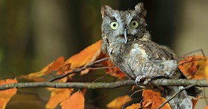 Eastern Screech Owl Sounds (Their TWO haunting calls!)